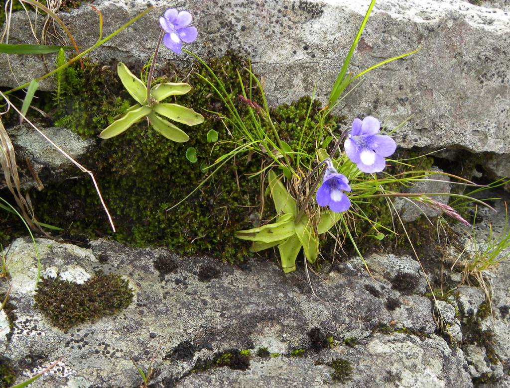 quale Pinguicula?